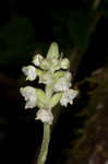 Downy rattlesnake plantain